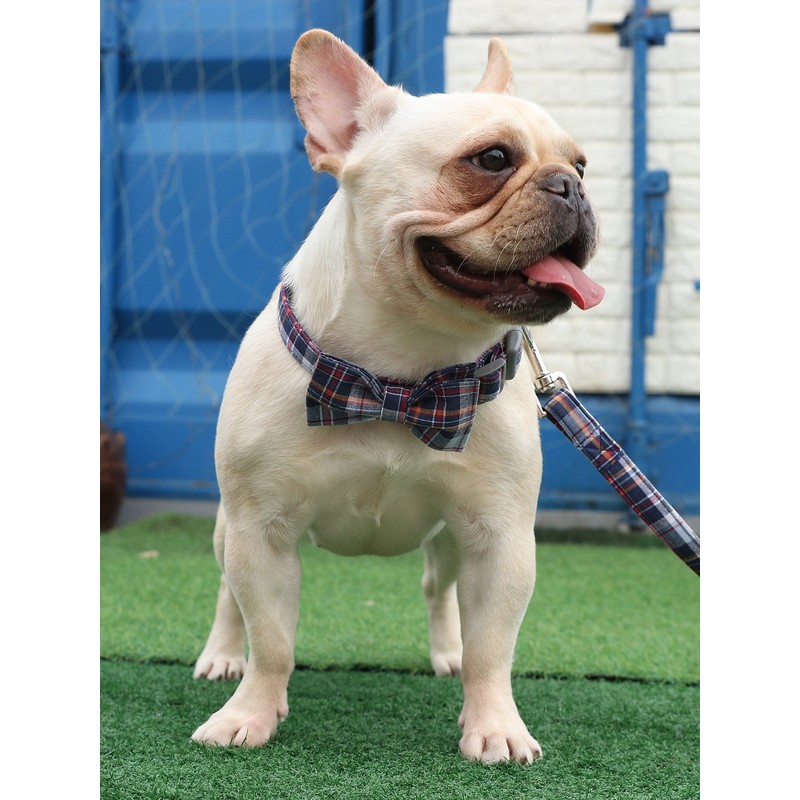 Lionet Paws Cat and Dog Collar with Bowtie,DarkBlue Plaid Cotton