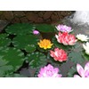 Lightingsky Artificial Floating Foam Lotus Flower Pond Decor Water Lily