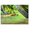 Labradore im Wasser (Wandkalender 2026 DIN A3 quer), CALVENDO Monatskalender: