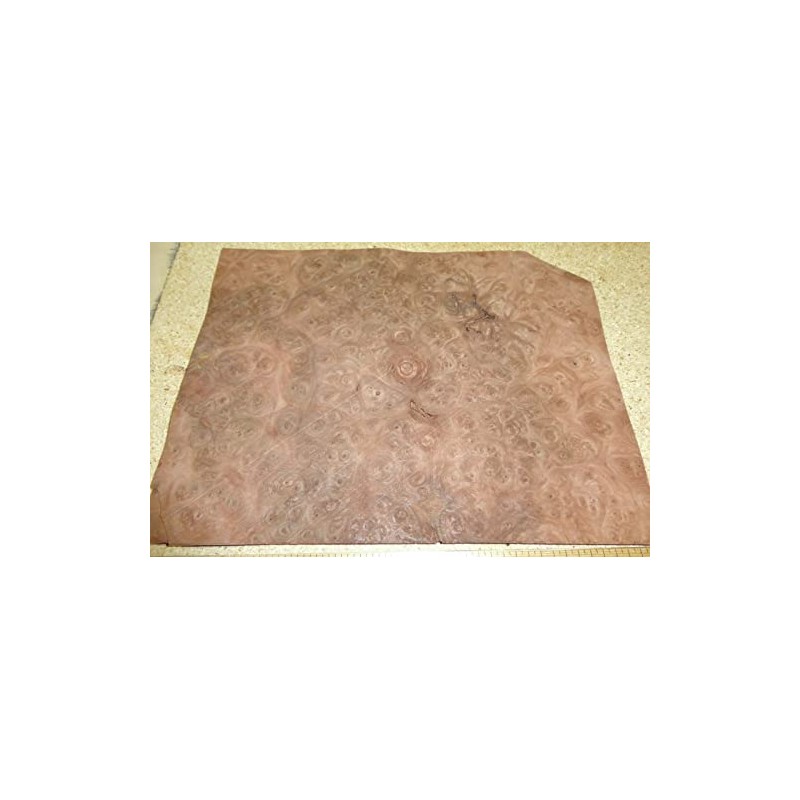 Carpathian Elm Burl Wood Veneer 8" x 10" raw with