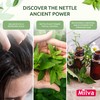 Nettle Shampoo – Helps Regulate Sebum Production, Reduce Dandruff &
