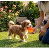 PETS&MORE | Pelota Masticable para Perros | Juguete Mordedor Chillón