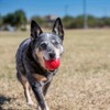Kong - Ball with Hole - Durable Rubber, Fetch Toy