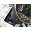 Square Plant Saucer Plastic Plant Trays with Plant Riser Pot