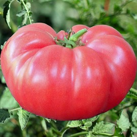 UtopiaSeeds Brandywine Pink Heirloom Tomato Seeds - Large Delicious Tomato