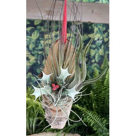 Christmas Gift - Airplant Ornament - Range of Designs - Festive Holiday House Decoration (Hanging Wood Plinth with 3 Airplants)
