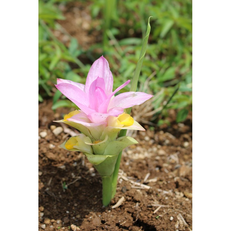 屋久島 Spring Turmeric Powder G