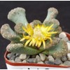 Titanopsis calcarea Cacti Cactus Succulent Real Live Plant