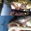 50pcs 37753 Wacky Weedless Worm Fishing Hooks Wide Gap Jig