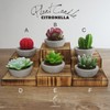 DarkSteve Decorative Citronella Plant Candle Collection - 6 pcs |