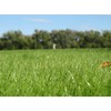 Kentucky 32 Endophyte Free Tall Fescue Grass Seed (1 Lb.)