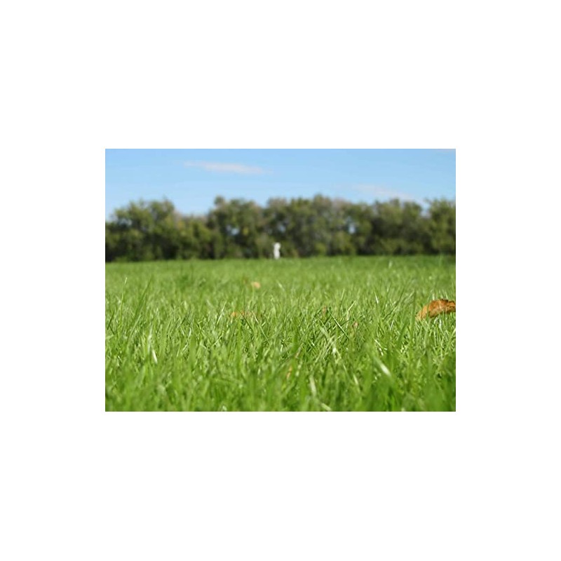Kentucky 32 Endophyte Free Tall Fescue Grass Seed (1 Lb.)