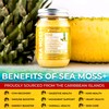 WELLNESS LABSRX Irish Sea Moss Gel Raw - Wildcrafted Superfood
