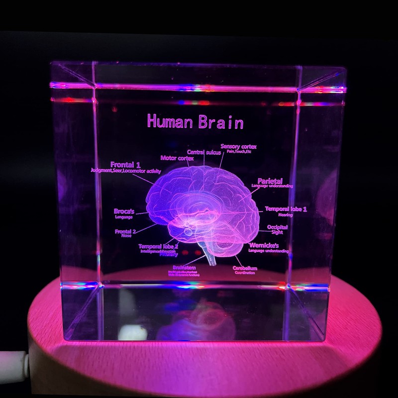 3D Human Brain with Labels Anatomical Model Paperweight(Laser Etched) in