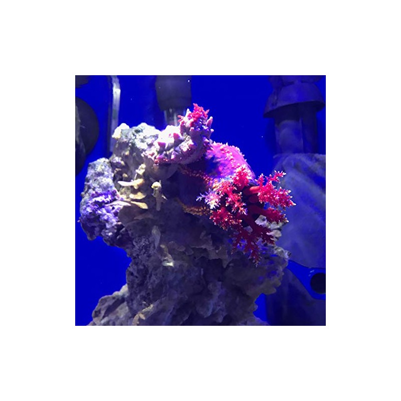 Seachem Denitrate 1 Liter