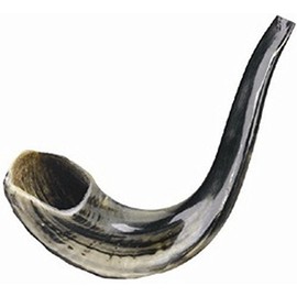 Ultimate Judaica Kosher Shofar Ram's Horns - Shaofar Size #2-11.5" - 13.5"