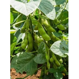 5x PACKS - Edamame  Beans - BeSweet- Heirlooms - Non GMO.