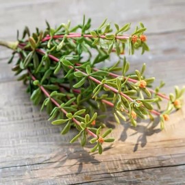 Shirfloral Artificial Faux Outdoor Outside Flowers Plants, 2 pcs Fake Purslane Plant Look Real Portulaca Oleracea, Edible Plant for Planter Front Door Porch Patio Balcony Decoration
