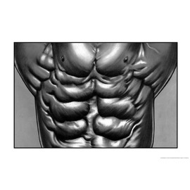 ALGRA Muscle Poster Abdominal (24" x 36" Poster)