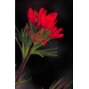 Buy Rare Seeds Castilleja coccinea | Scarlet Indian Paintbrush |
