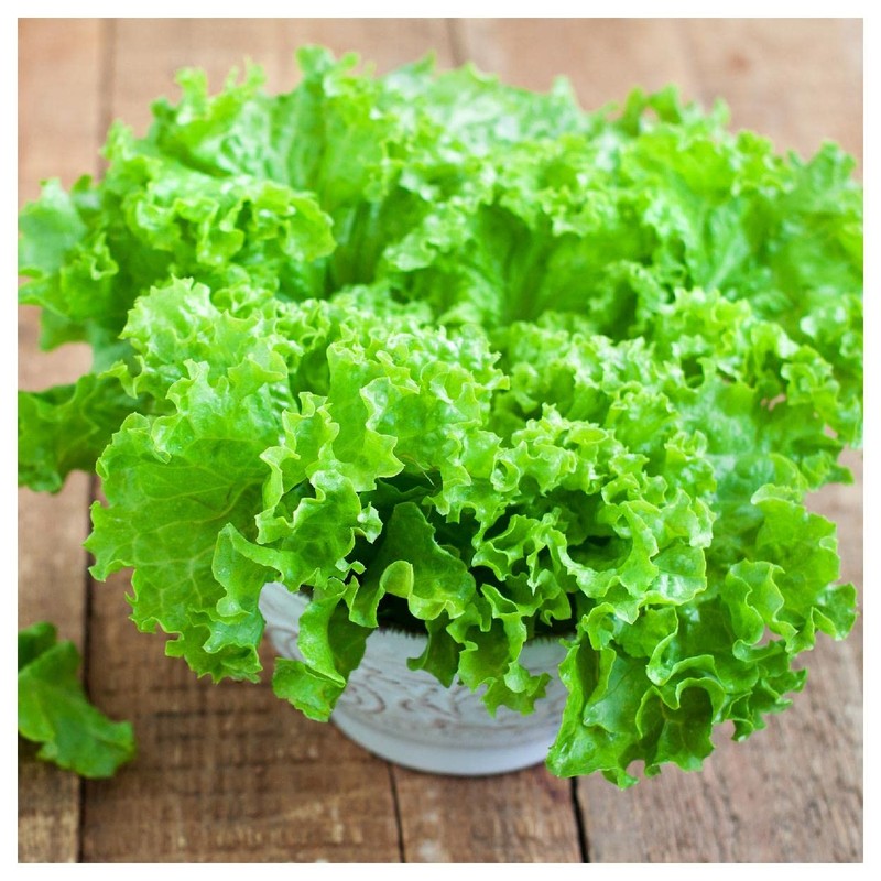 Everwilde Farms - 1 Lb Waldman's Green Lettuce Seeds -