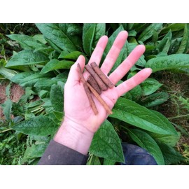 Comfrey - Root Cuttings (Symphytum ×  uplandicum) - Bocking 14 - Ready to Plant (Comphrey, knitbone, (3)