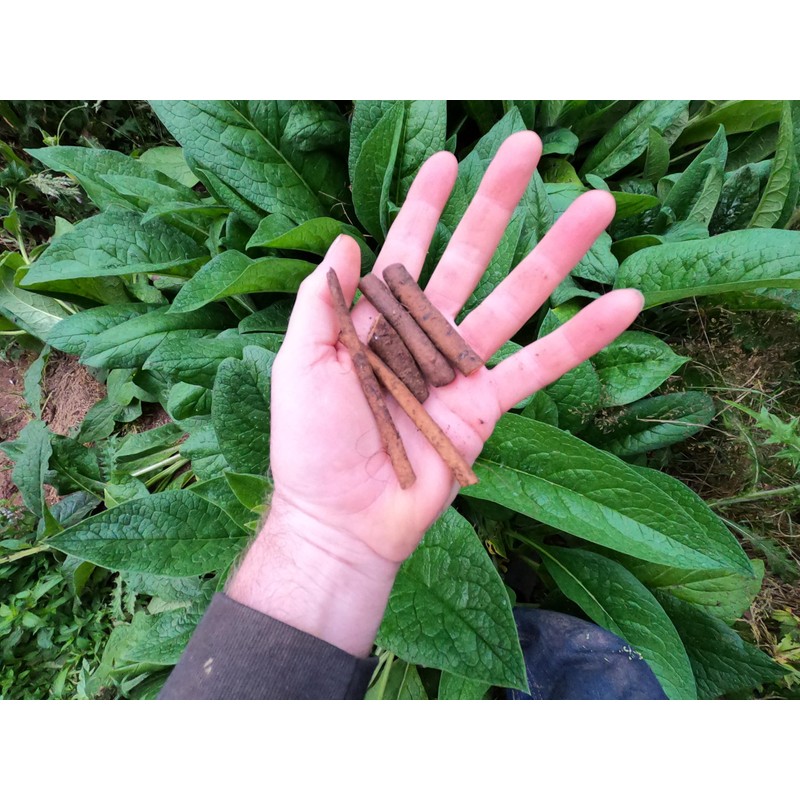Comfrey - Root Cuttings (Symphytum ×  uplandicum) - Bocking 14