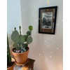 TANOMA Window Hanging Crystals Prism Suncatcher for Windows, Rainbow Maker