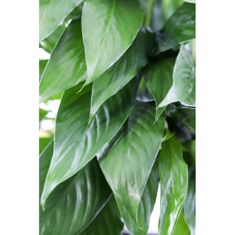 Large Purifying Peace Lily, Burlap Pot Cover