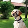 AIMALL Adjustable Dog Head Halter - Effective Anti-Pulling Training Collar