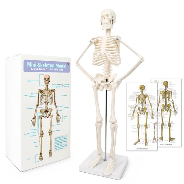 2023 Newest Design Human Skeleton Model for Anatomy,17.7“ High Scientific Anatomy Human Body Model,with Movable Arms and Legs Bones Structures,Whole Spine and Ribs of The Skeleton Model are Integrated