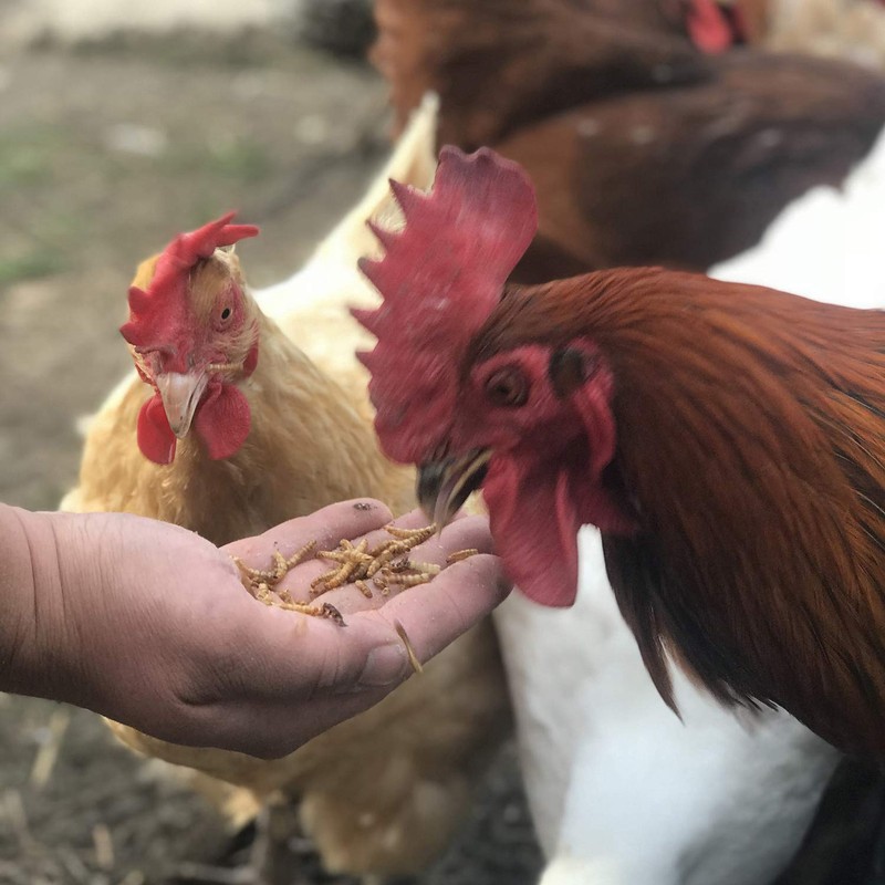 Buffalo Tools DMW5 5Lb Dried Mealworm