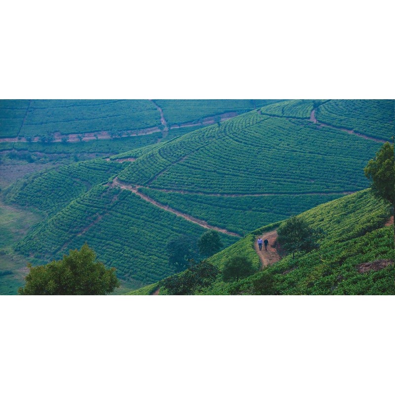 Dilmah Meda Watte (Leaf Tea) 4.4 oz (125 g), Tea