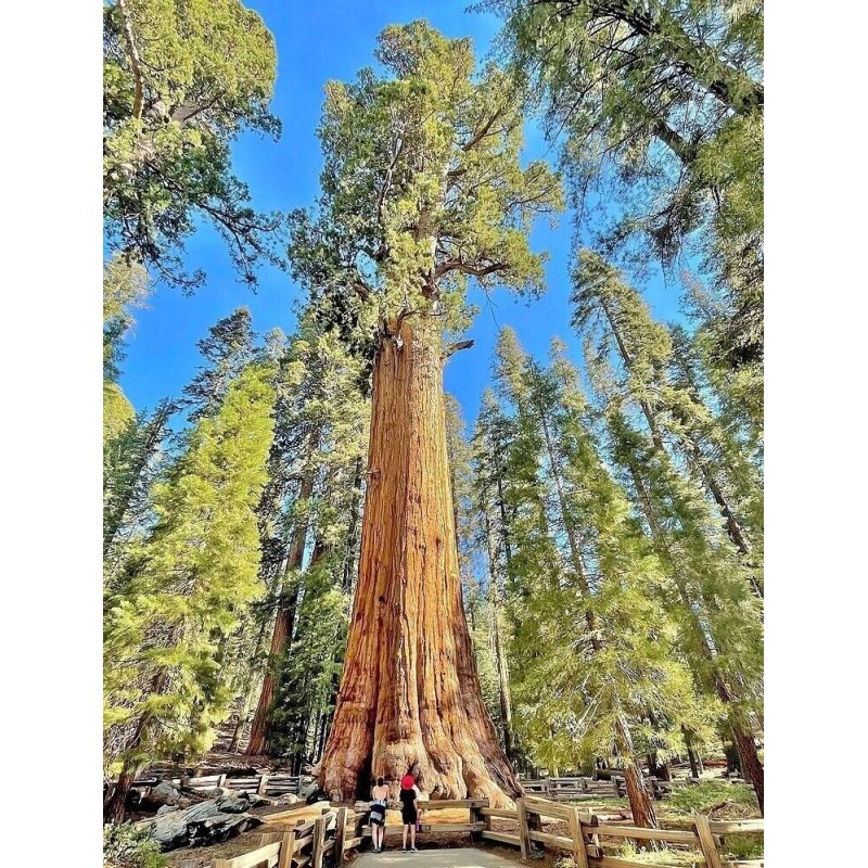 Tree 3 Medium Giant Sequoia Live Tree Seedling Garden 2