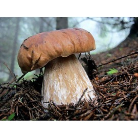 RAISE ME UP: Porcini Mushrooms Spores Non GMO Heirloom 100 Seeds