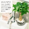 Decorative Hydroponic Pachira Plant, Miniature, Real, Hydroculture, No. 2 Size,