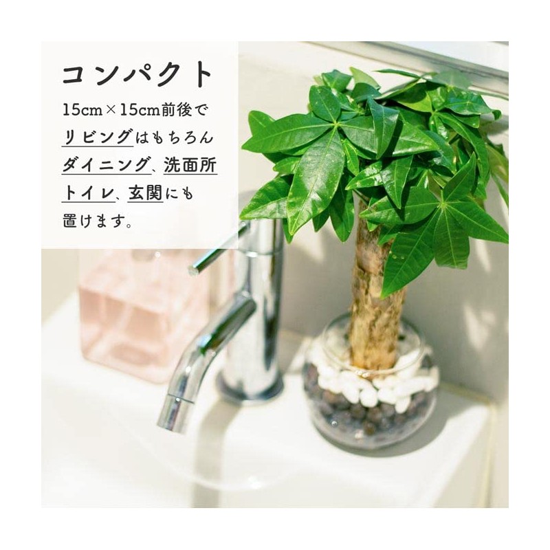 Decorative Hydroponic Pachira Plant, Miniature, Real, Hydroculture, No. 2 Size,