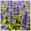Everwilde Farms - 50 Blue Sage Native Wildflower Seeds -