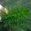 *BUY 2 GET 1 FREE* Anacharis Elodea Egeria Densa Easy