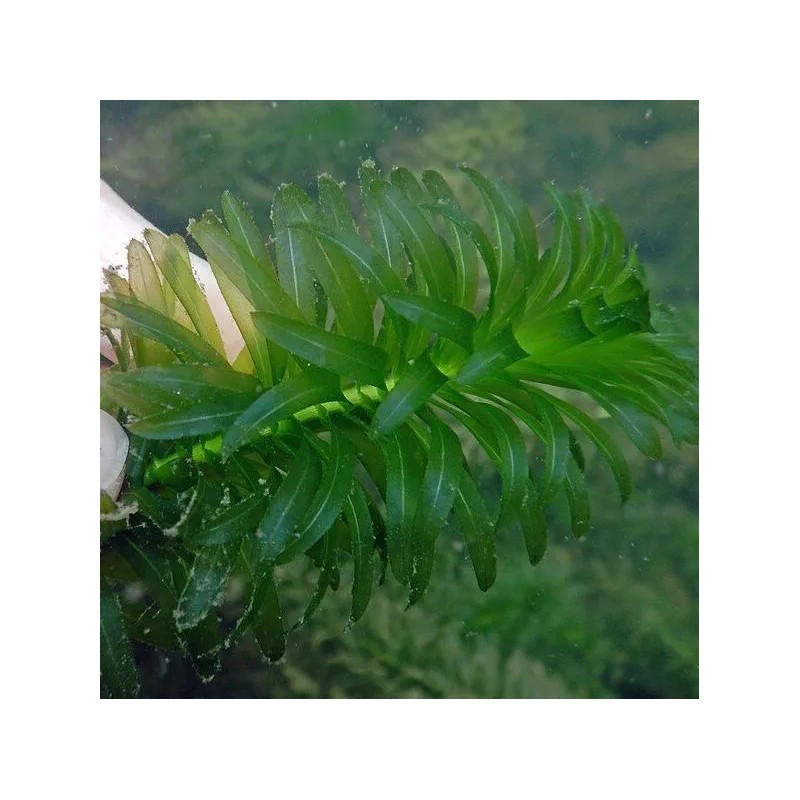 *BUY 2 GET 1 FREE* Anacharis Elodea Egeria Densa Easy