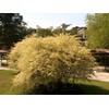 Ligustrum Sinense Variegated - 10 Live Plants - Chinense Privet