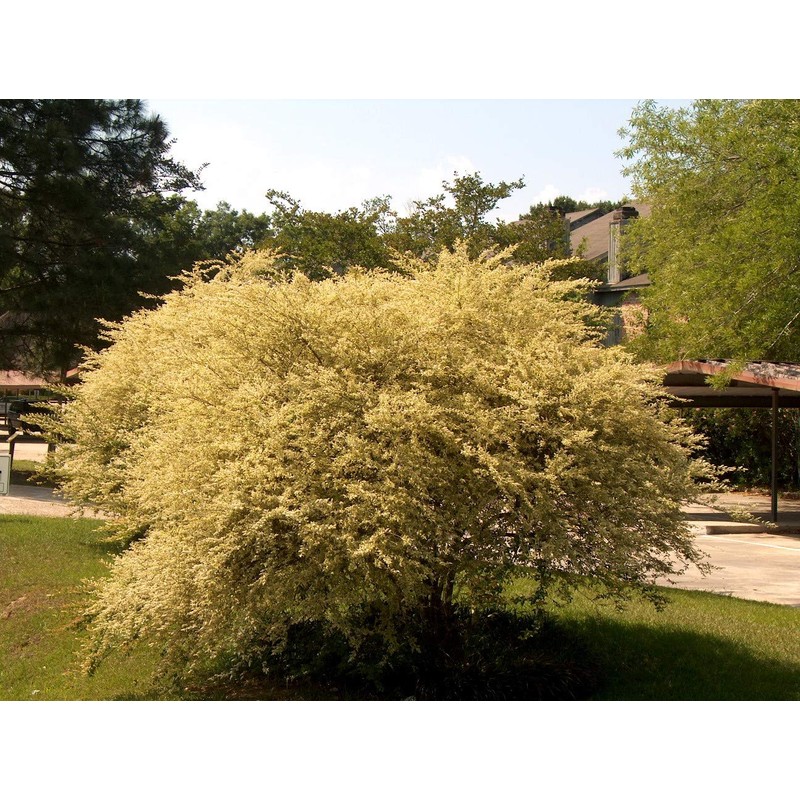 Ligustrum Sinense Variegated - 10 Live Plants - Chinense Privet