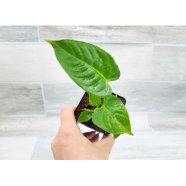 Anthurium veitchii King - Anthuriums Live Plants, Rare Exotic Anthurium Plant, 4-Inch Nursery Pot - Anthurium Live Plant for Indoor Housewarming Gift, Home Office Decoration by 3exoticgreen