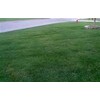 TURF TYPE TALL FESCUE 10 LB