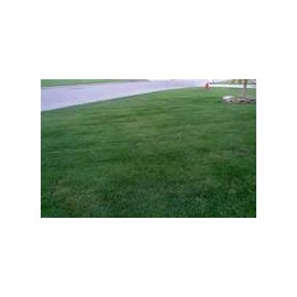 TURF TYPE TALL FESCUE 10 LB