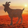 440s SAREMO SA-BH1-10 4260553562172 Goat Side Rust Height: Approx. 29