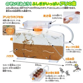 Gakken J750942 Science and Learning Presents You Can Watch The Making of Ants, Ants in Wonderland, Revised Version (For Ages 6 and Up)