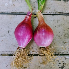 Sunshine Seeds Red Torpedo Onion Seeds (100) / ORGANIC / FLORIDA GROWN / INDETERMINATE