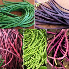 TomorrowSeeds - 5 Colors Mix Yard Long Bean Seeds - 90+ Count - for 2025 Planting Purple Green Red Pink White Rainbow Blend Multi Variety Vining Pole Asian Vegetable Grow Your Own Home Farm Patio