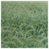 Everwilde Farms - 1 Oz Canada Wild Rye Native Grass